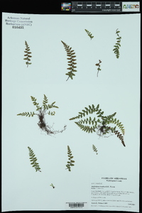 Asplenium bradleyi image