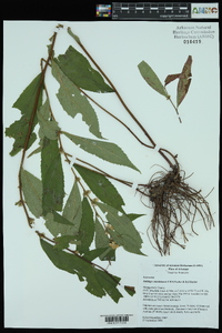 Solidago ouachitensis image