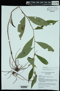 Solidago ouachitensis image