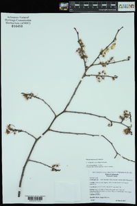 Prunus mexicana image