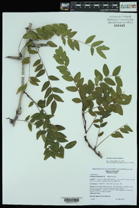 Gleditsia aquatica image