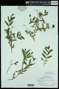 Hypericum apocynifolium image