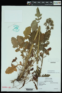 Youngia japonica image