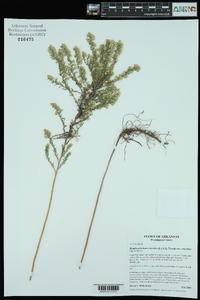 Symphyotrichum ericoides var. ericoides image