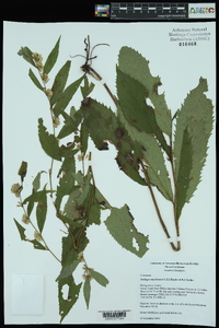 Solidago ouachitensis image