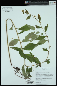 Solidago ouachitensis image