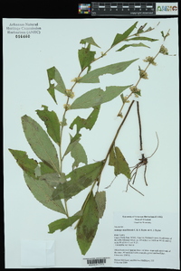 Solidago ouachitensis image