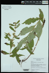 Solidago ouachitensis image