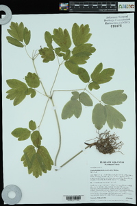 Caulophyllum thalictroides image