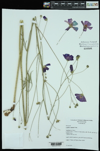 Callirhoe digitata image