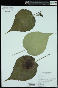 Hibiscus lasiocarpos image