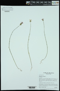 Polygala incarnata image