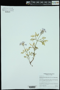 Glandularia bipinnatifida var. bipinnatifida image