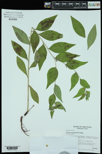 Lithospermum latifolium image