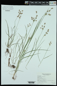 Luzula bulbosa image