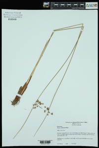 Juncus coriaceus image