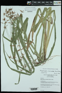 Rhynchospora corniculata image