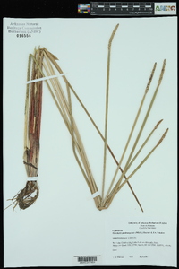 Eleocharis quadrangulata image