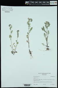 Phacelia hirsuta image