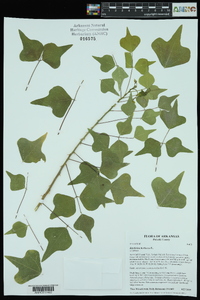 Erythrina herbacea image