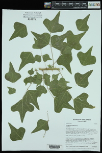 Erythrina herbacea image