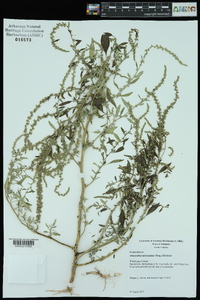 Amaranthus tuberculatus image