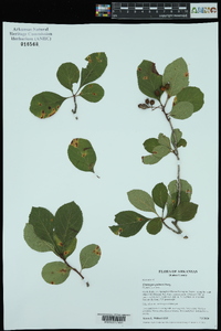 Crataegus palmeri image