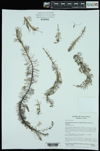 Myriophyllum pinnatum image