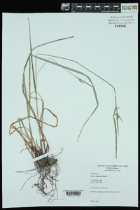 Scleria oligantha image