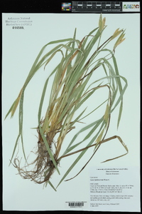 Carex latebracteata image