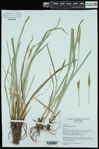 Carex latebracteata image