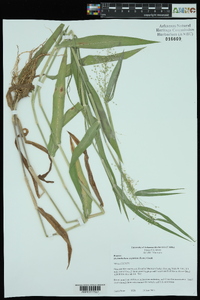 Dichanthelium scoparium image