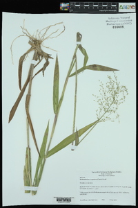 Dichanthelium scoparium image