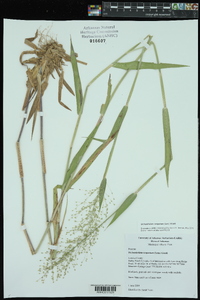 Dichanthelium scoparium image