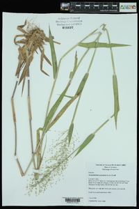 Dichanthelium scoparium image