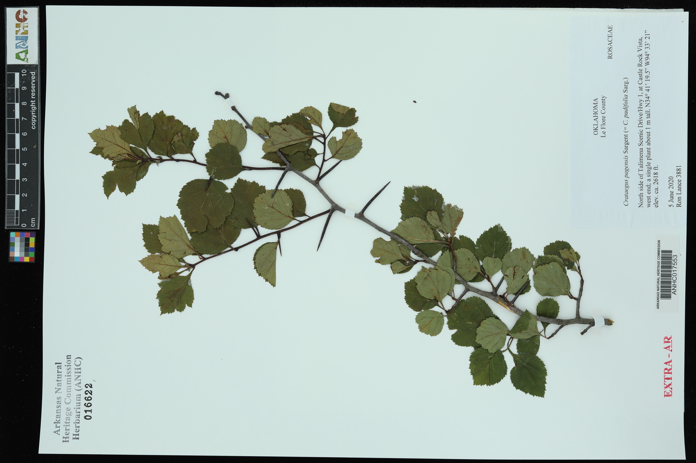 Crataegus pagensis image