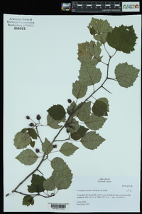 Crataegus pruinosa image