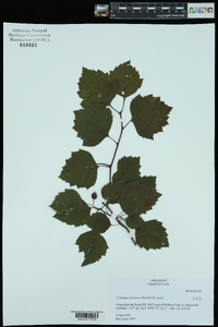 Crataegus pruinosa image