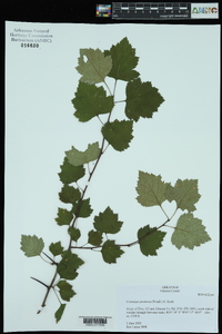 Crataegus pruinosa image