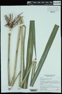 Saccharum alopecuroides image