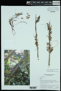 Cuscuta gronovii image