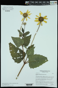 Heliopsis helianthoides var. scabra image