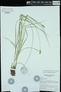 Carex muehlenbergii var. muehlenbergii image