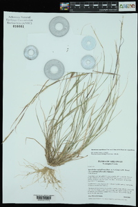 Sporobolus vaginiflorus var. vaginiflorus image