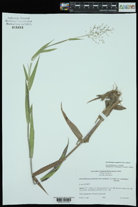 Dichanthelium scoparium image