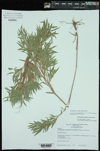 Dichanthelium scoparium image