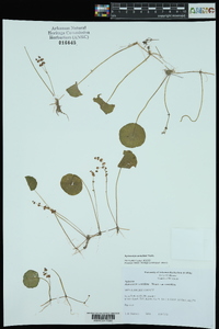 Hydrocotyle verticillata image