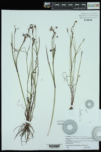 Sisyrinchium langloisii image