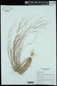 Aristida oligantha image