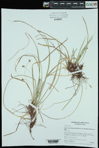 Carex nigromarginata image